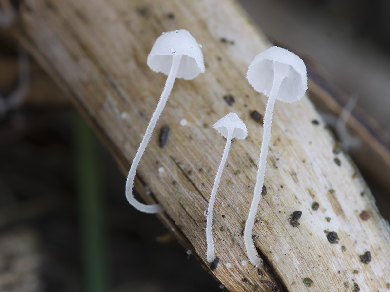 Hemimycena mauretanica var. microcephala